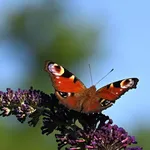 Butterfly Card Set