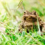 Crown Prince Frog