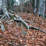 Tree Mother Root Doll