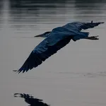 Heron Pin