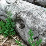 Driftwood Mobile