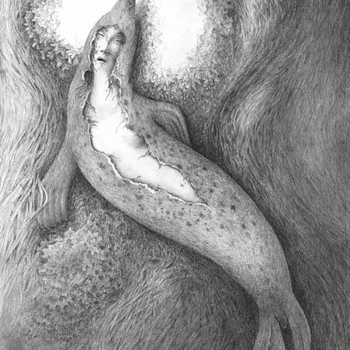 kecain_Selkie_ANST